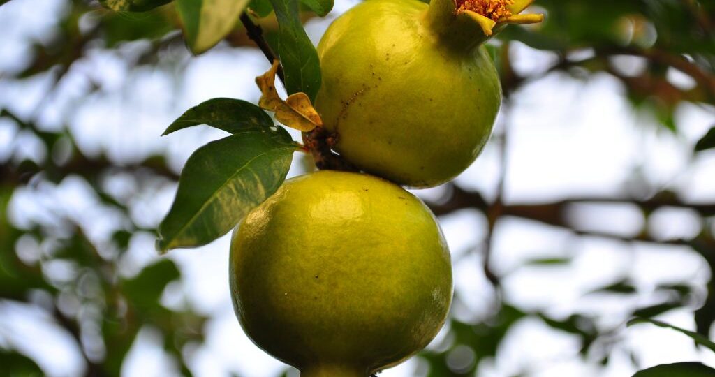organic-food-mosta